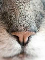 A wife hopes to rema