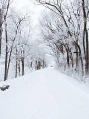 Falling for You: The Falling for You: The