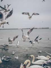 Fāng Chénlín Xuěyán