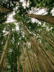 Rebirth of the Super