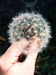 Shen Ning Ran Bao Ji