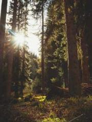 Mr. Gu, your wife is