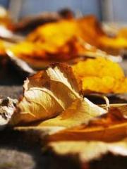 The young masterapos The young masterapos