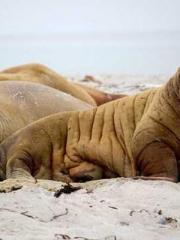 My rewards double au