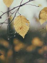 The Hardships of a D